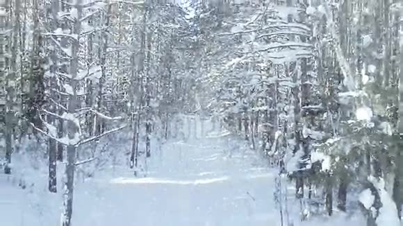 寒冷的冬季森林茂密森林茂密有很好的降雪和阳光的变焦效果视频的预览图