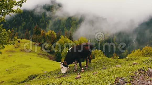 黑白色的奶牛在雾中在风景如画的山地上觅食高加索山脉的格鲁吉亚景观视频的预览图