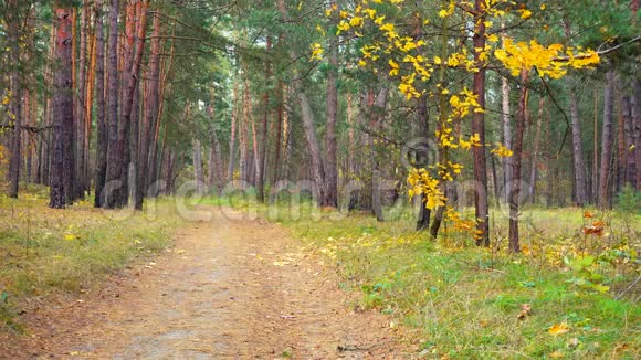 乡间小路在美丽的秋林中树叶在风中几乎不摇摆视频的预览图