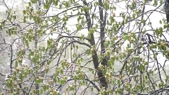 雪落在树木的叶面上视频的预览图