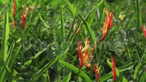 公园里美丽的热带花股票录像视频的预览图