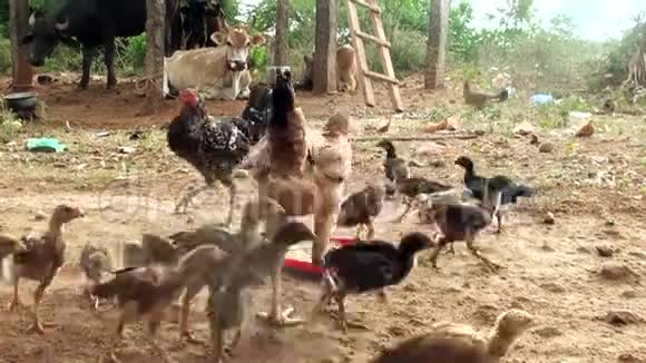 一群饲养的鸡在地上啄食视频的预览图