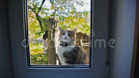 猫在窗外视频的预览图