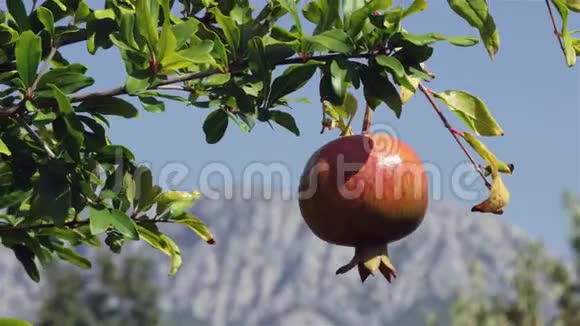 成熟的有机石榴树的背景视频的预览图
