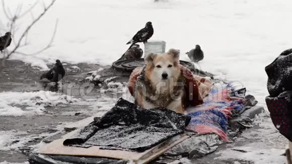 一只无家可归的狗躺在毯子下的雪地上照顾无家可归的动物视频的预览图