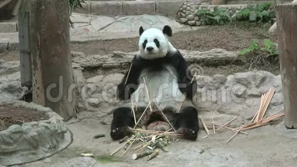 大熊猫清迈泰国视频的预览图