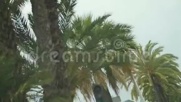 度假城市的暑假从移动汽车上观赏美丽的棕榈树视频的预览图