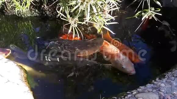 日本鲤鱼在池塘较大的鱼在池塘观赏池塘装饰的亮鱼漂浮在池塘里视频的预览图