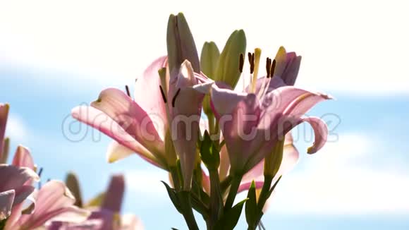 美丽的花朵在公园春天绽放粉红色的花园百合在夏天的花园里绽放特写镜头鲜花生意视频的预览图