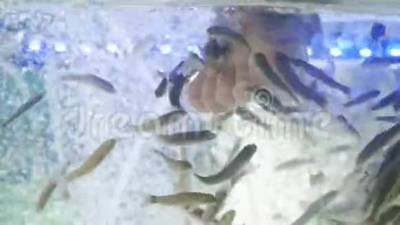 足疗鱼水疗瑞发加拉鱼水疗把鱼和脚放在蓝色的水里水疗修脚和治疗视频的预览图