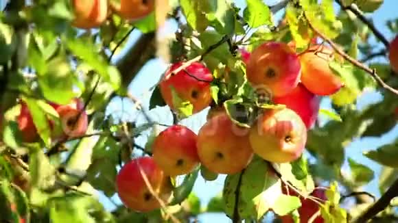 阳光明媚的一天苹果树枝上的红熟苹果视频的预览图