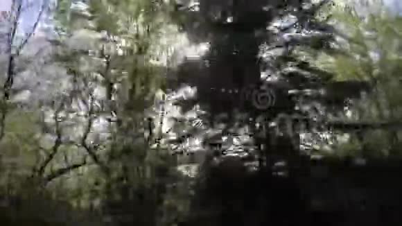 法国比利牛斯群岛阳光灿烂的春天森林视频的预览图