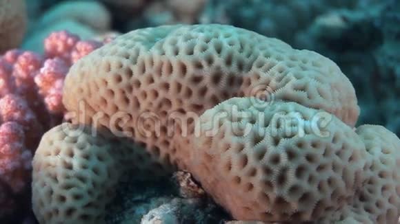 在红海中以球体形式出现的珊瑚视频的预览图