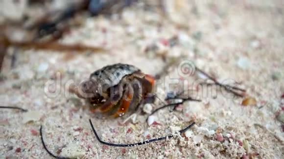 巨蟹座隐士蟹走在热带岛屿海滩的沙滩上视频的预览图