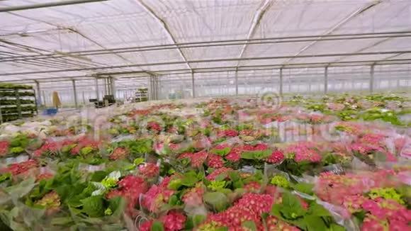 以工业规模种植花卉红花的绿色植物视频的预览图