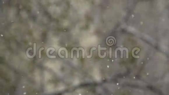 雪落在树的叶子上视频的预览图