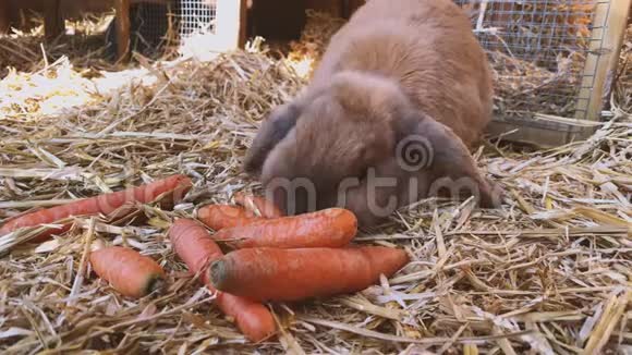布朗可爱的兔子在兔子窝里吃新鲜的胡萝卜视频的预览图