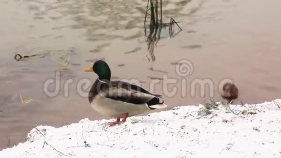 鸭子在池塘的第一个雪覆盖的河岸上漂浮着其他鸭子视频的预览图