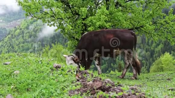 牛在雾中漫步在风景如画的山景上周围绿油油的视频的预览图