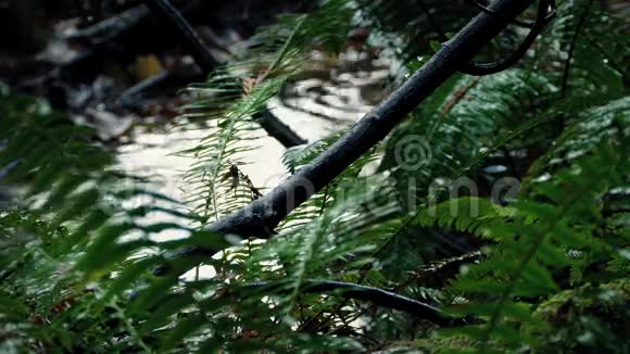 森林里的蕨类植物上的大雨视频的预览图