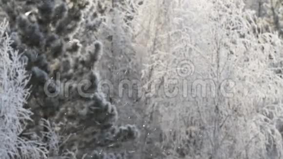 西伯利亚美丽的冬林视频的预览图