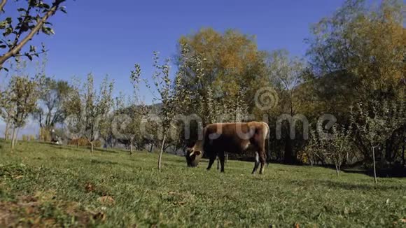 奶牛吃新鲜的青草视频的预览图