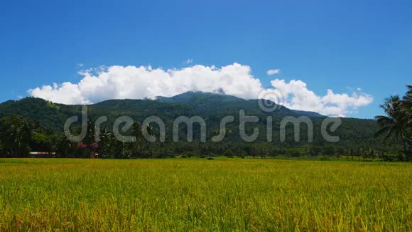 从稻田中观看Camiguin火山视频的预览图