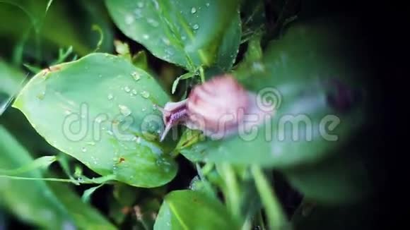 蜗牛在叶子上饮水滴视频的预览图
