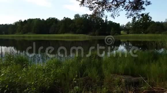 阳光明媚的夏日美丽的自然景观景观蓝天背景下环绕湖泊的绿树和植物视频的预览图