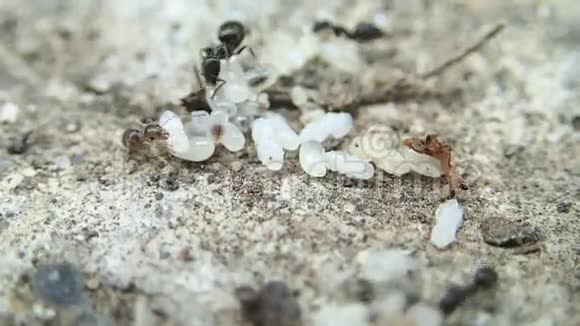 幼虫活动的蚂蚁封闭框架视频的预览图