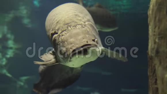 阿拉帕伊玛吉加斯淡水水族馆股票录像视频的预览图