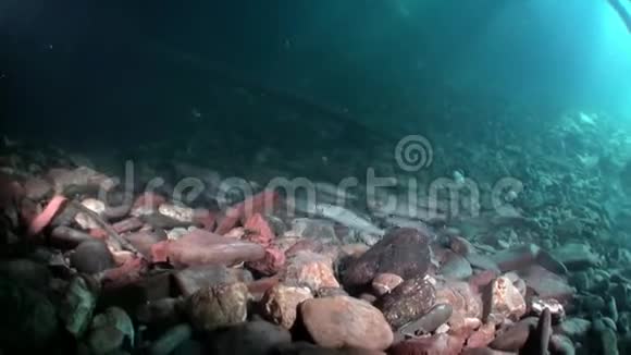 俄罗斯西伯利亚利纳河水流中的鳟鱼在水下捕鱼视频的预览图
