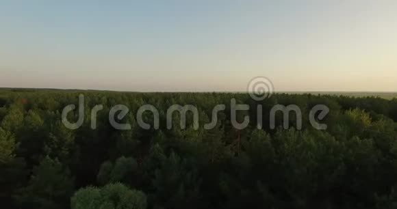 夏季傍晚的一片茂密森林的空中景色视频的预览图