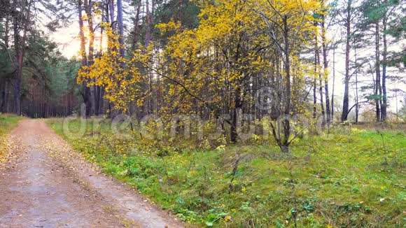 路穿过美丽的秋林树叶在风中几乎不摇摆视频的预览图