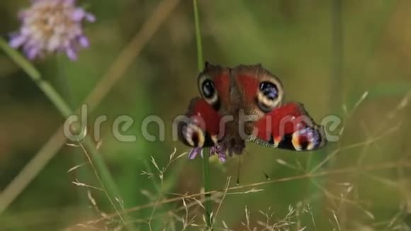 欧洲孔雀蝴蝶视频的预览图