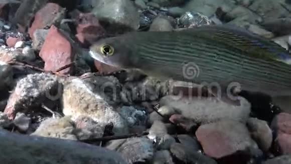 俄罗斯西伯利亚利纳河水流中的鳟鱼视频的预览图