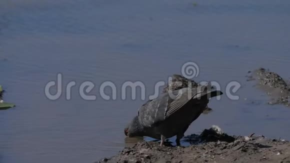 成群的鸽子喝水野生鸽子在夏天热的时候从水坑里喝水鸽子的概念视频的预览图