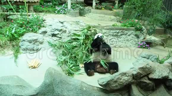 泰国北部清迈省清迈动物园视频的预览图