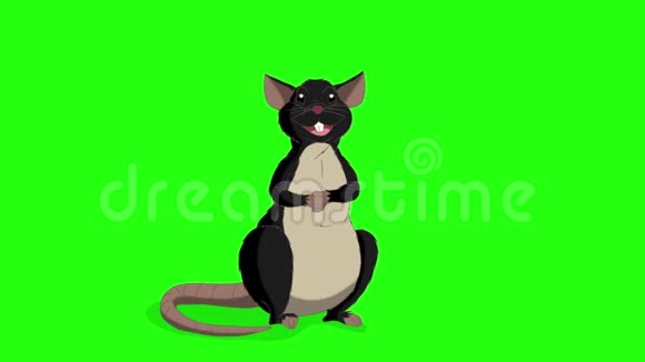 黑老鼠坐着笑动画ChromaKey视频的预览图