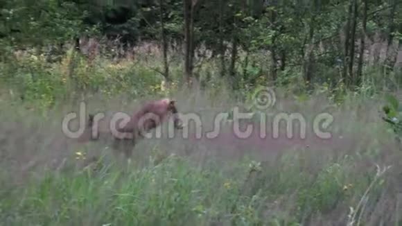 草地上的小鹿野生动物现场视频的预览图