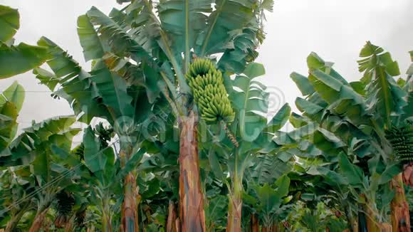 香蕉种植园有巨大绿叶的香蕉树一串绿色香蕉有机食品的概念视频的预览图