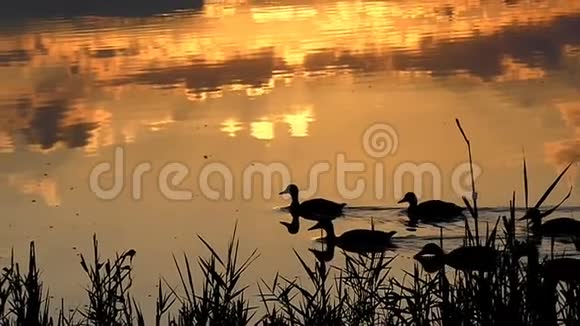 夕阳西下一群鸭子在森林湖里游泳视频的预览图
