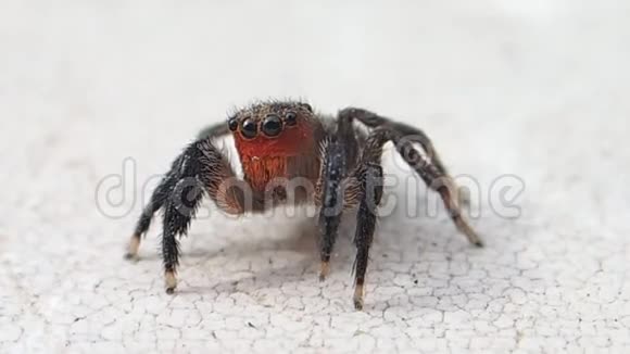 红脸跳跃的蜘蛛移动它的脚趾头离开视频的预览图