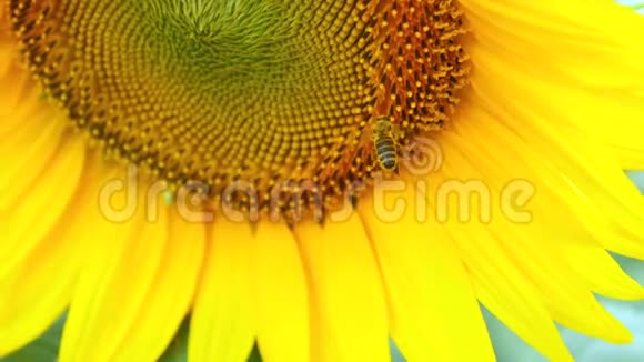 蜜蜂在向日葵蓝天和晴朗的天气工作4k视频的预览图