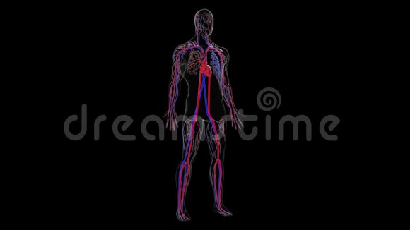 解剖人体循环系统从头到脚电脑生成三维渲染血管科学视频的预览图