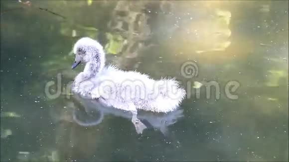 小鸭子在游泳视频的预览图