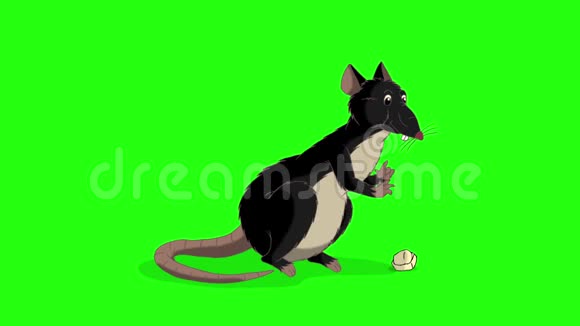 黑老鼠坐着吃奶酪动画ChromaKey视频的预览图