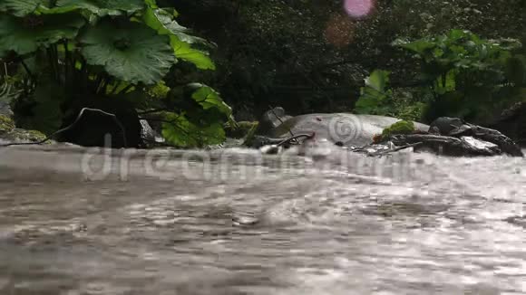 秋牛蒡麦地维夫卡山河流弯曲力视频的预览图