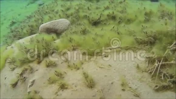 智利的水下场景视频的预览图