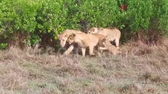 非洲热带稀树草原的狮子和幼崽视频的预览图